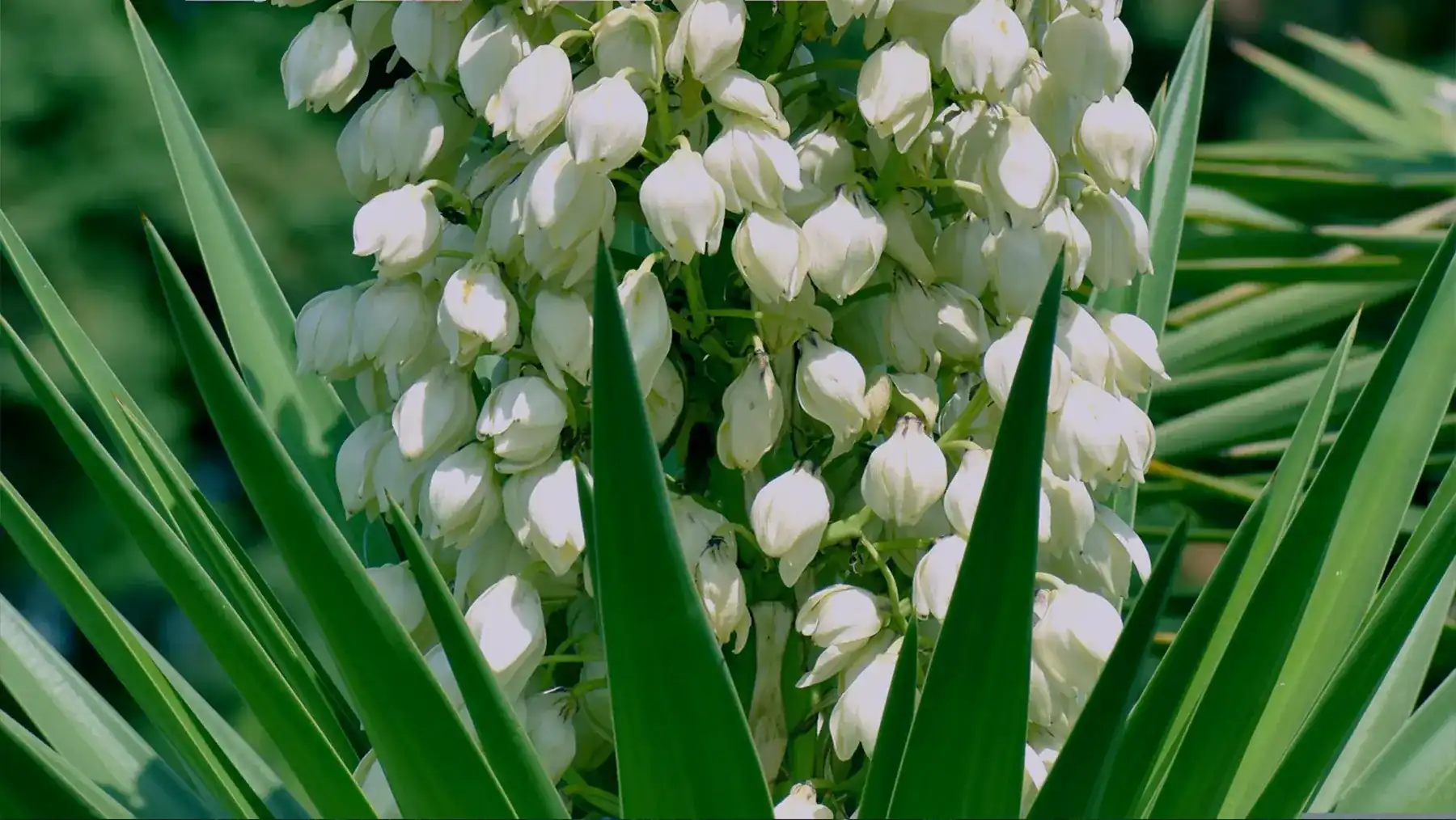 Yucca Extract Powder: Key Component in Feed Additives
